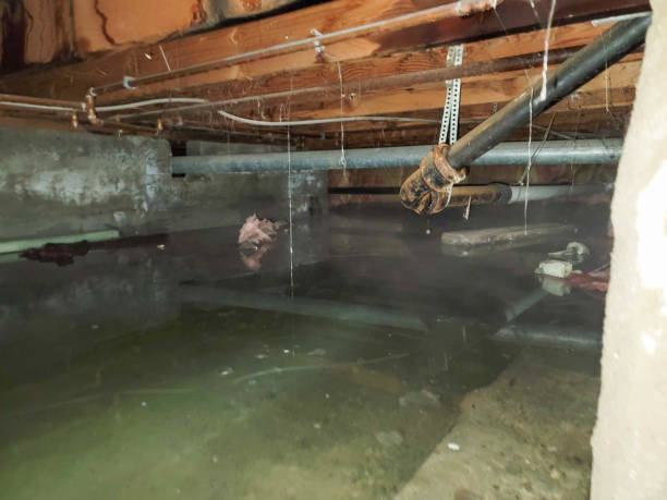 Best Carpet water damage restoration  in Trenton, FL