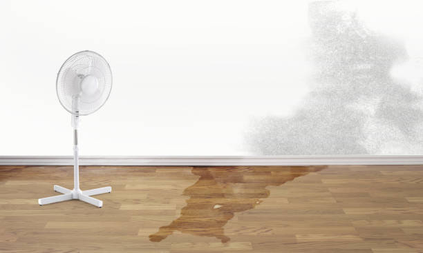 Best Water damage cleanup near me  in Trenton, FL